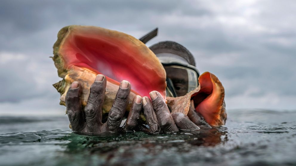 In Bahamas, conch fishing is way of life. But for how long?